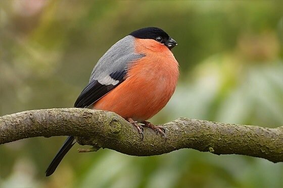 tempo Obsessie Uitgaven Wil jij meer vogels in je tuin? - Xterieur - gratis tips voor meer vogels